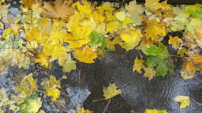 雨晨的水坑里，湿落的秋枫叶