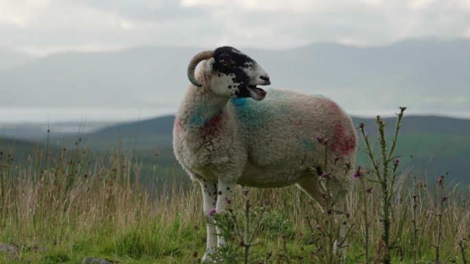 一只斑点羊在青翠的田野上安详地吃草，远处群山若隐若现。一只咩咩叫的羊。