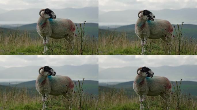 一只斑点羊在青翠的田野上安详地吃草，远处群山若隐若现。一只咩咩叫的羊。