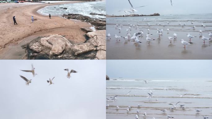 海边成群的海鸥