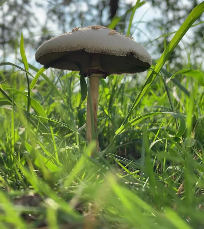 雨后天晴公园草地蘑菇