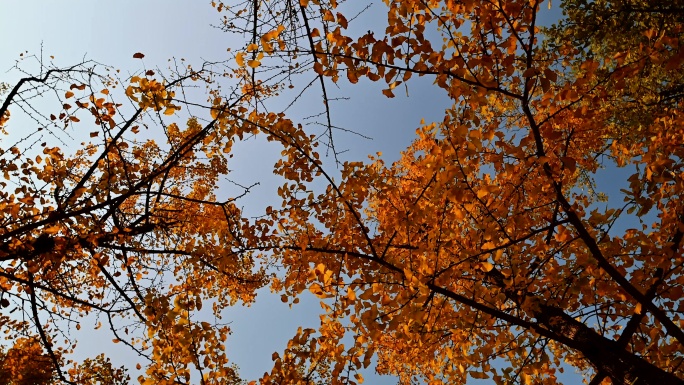秋天的银杏树实拍素材