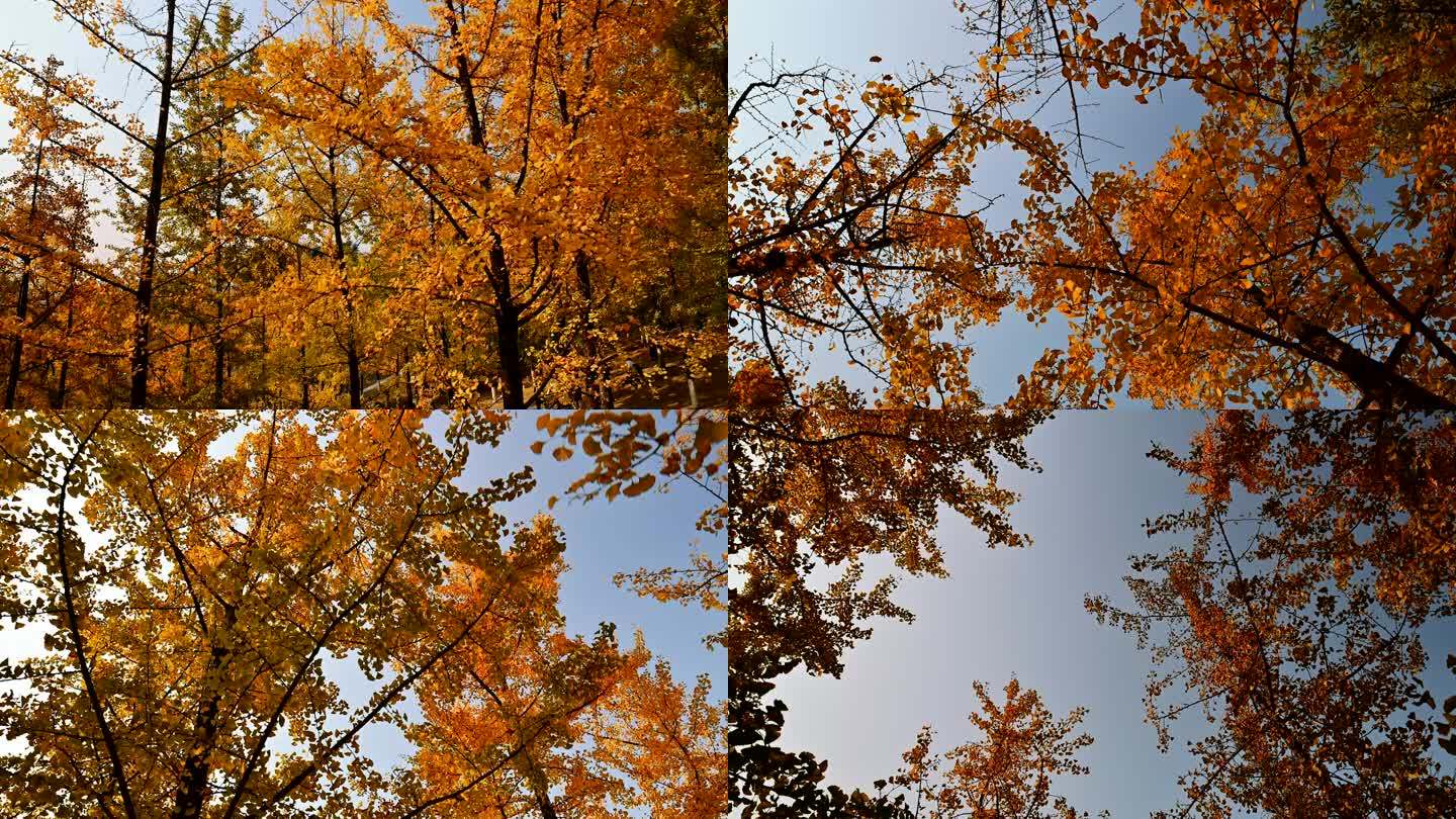 秋天的银杏树实拍素材