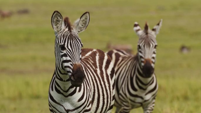 斑马在高大的草原上的大草原上的美丽镜头，肯尼亚马赛马拉国家保护区的非洲野生动物，马赛马拉的非洲野生动