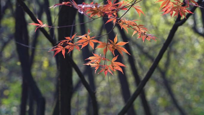 秋天枫叶特写