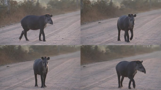 在清晨的阳光下，一只害羞而难以捉摸的南美貘，正走在通往世界上最大的沼泽地区的帕坦涅拉砾石路上。