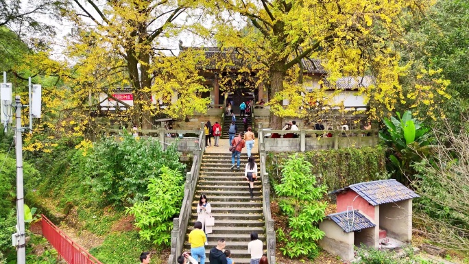 航拍铜梁慧光寺银杏秋色