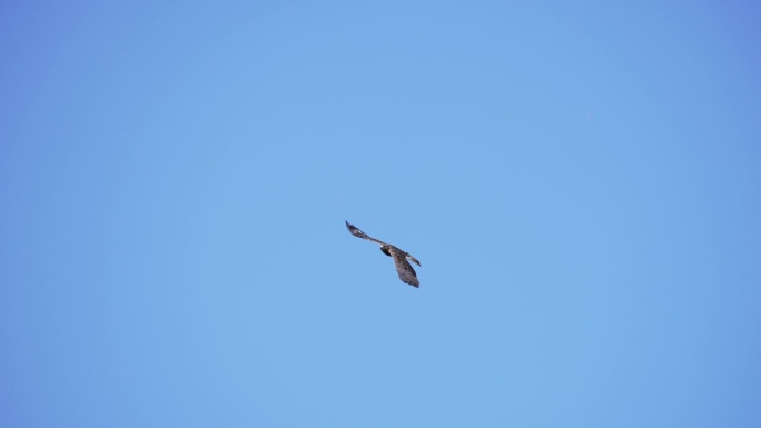 在怀俄明州晴朗的一天，斯温森的鹰在天空中滑翔