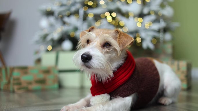 狗在喜庆的新年房子里。一只宠物穿着棕色毛衣，戴着红色围巾，背景是一棵装饰着礼物的冷杉树。杰克罗素梗迎