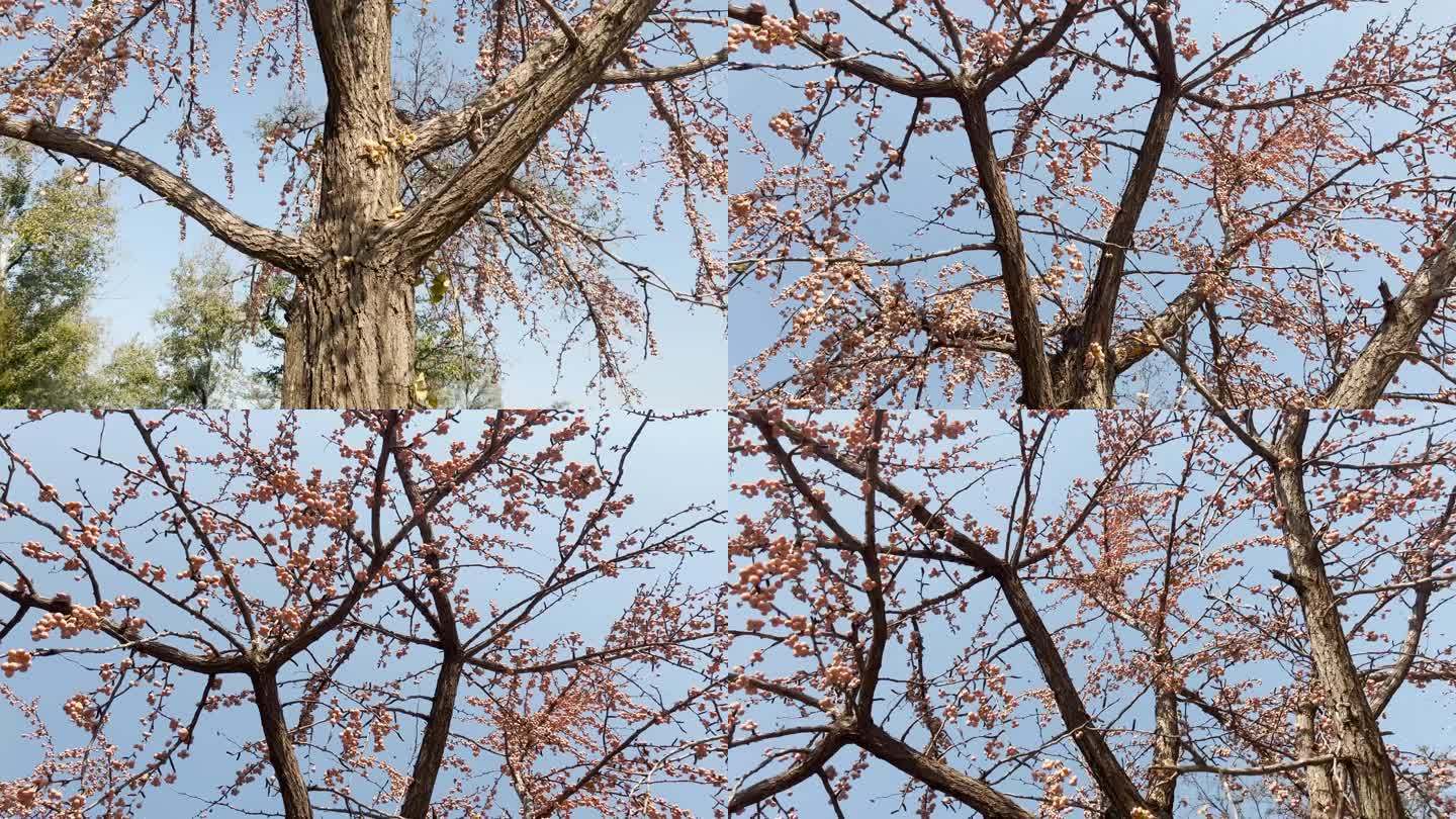 4K深秋初冬北京香山公园挂果银杏空镜素材
