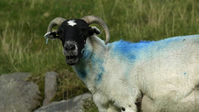 一只背上有一条醒目的蓝色条纹的羊在一片绿色的田野上显得格外显眼。缩小