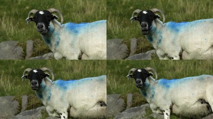 一只背上有一条醒目的蓝色条纹的羊在一片绿色的田野上显得格外显眼。缩小