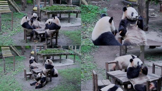 大熊猫吃竹笋