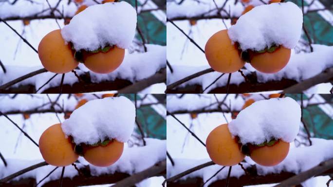 柿子上覆盖着第一场雪。雪中的柿子