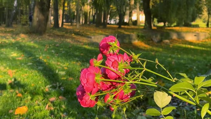 在秋天的公园里，在夕阳的余晖中，绿草的背景下，粉红的玫瑰。