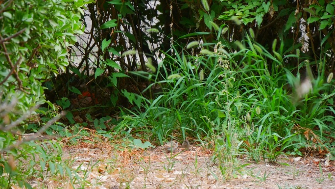 麻雀 家雀 啄食草籽的麻雀