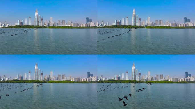 4K深圳湾鸬鹚生态航拍13