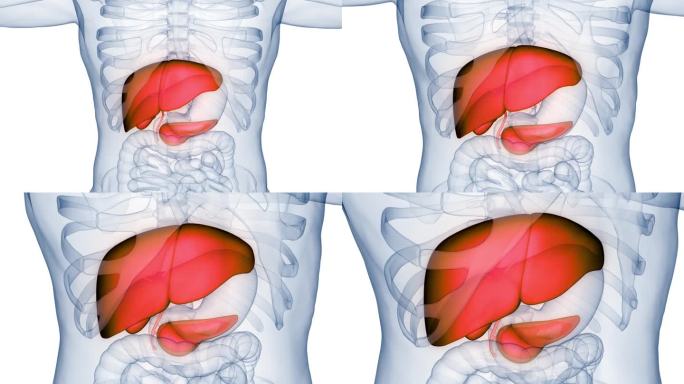人体内部消化器官肝脏解剖动画概念