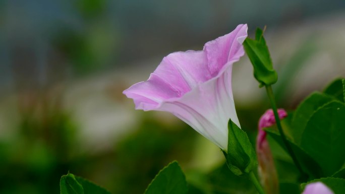 打碗花 兔儿草 燕覆子