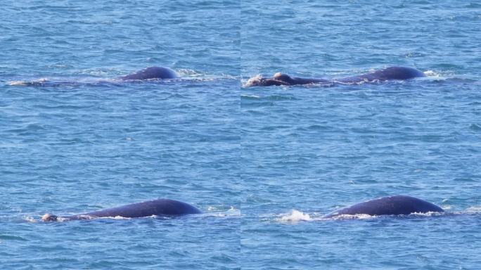 露脊鲸从它的吹风口喷出一股水花，慢慢地潜入水中
