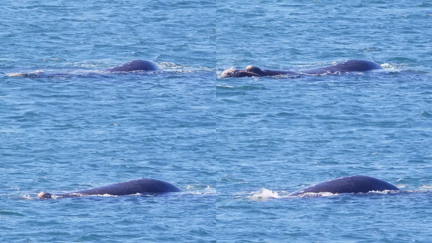 露脊鲸从它的吹风口喷出一股水花，慢慢地潜入水中