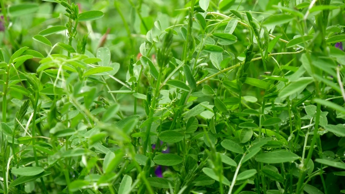 救荒野豌豆 大巢菜 箭舌野豌豆 苕子