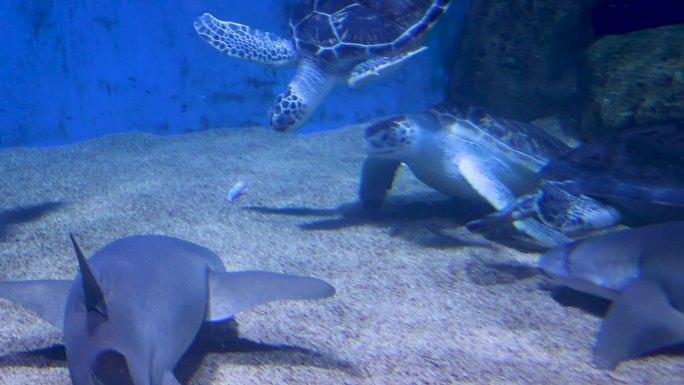 海底世界海洋公园鲨鱼海龟