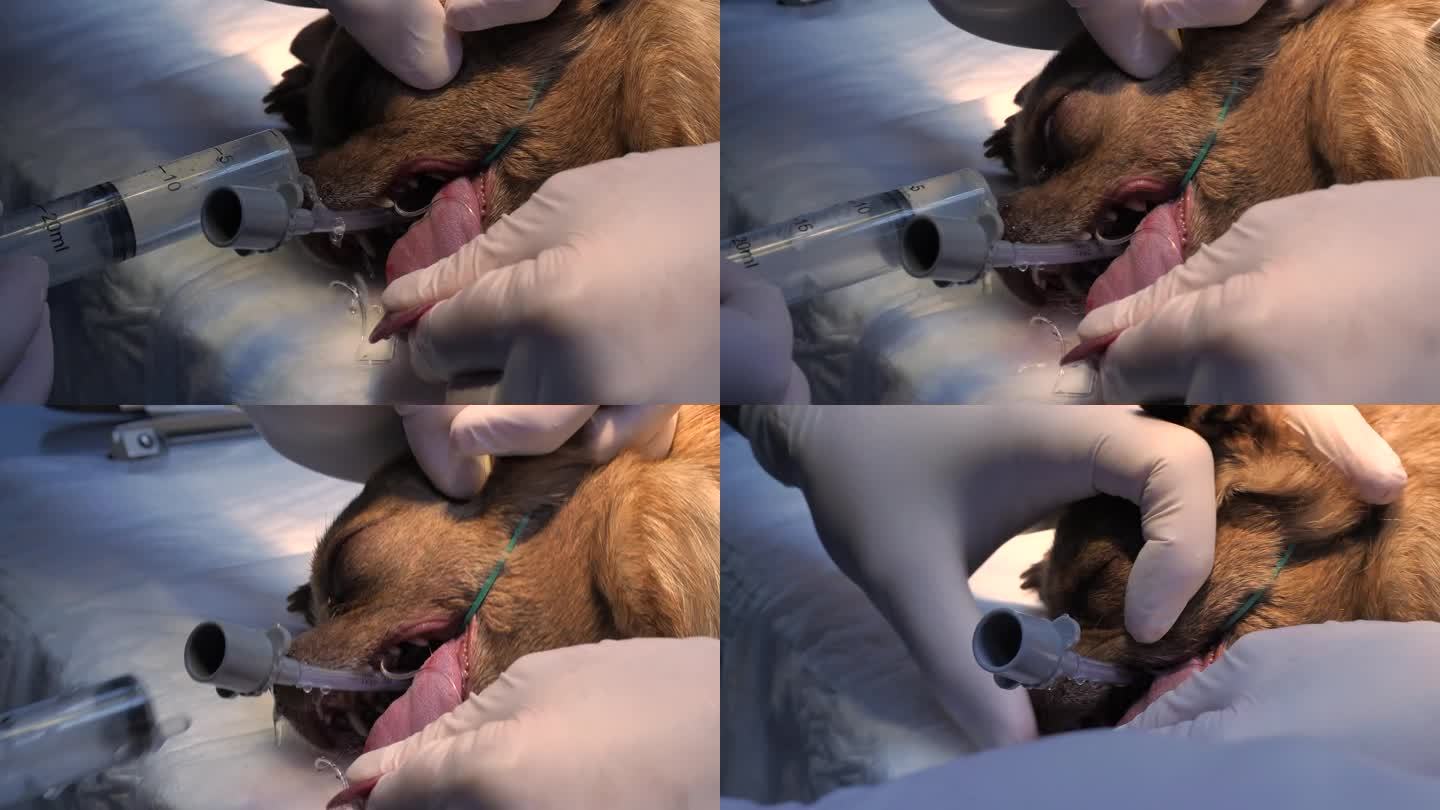 在兽医诊所对狗的鼻腔进行卫生处理在气体麻醉下，医生用注射器里的溶液冲洗宠物的鼻子。准备给狗狗做鼻镜检