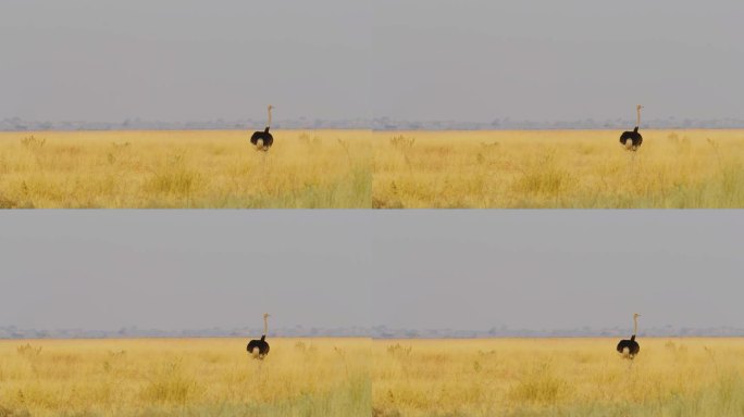 一只普通的鸵鸟(Struthio camelus)站在非洲草原的广角镜头