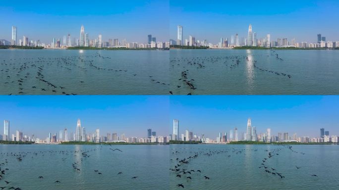 4K深圳湾鸬鹚生态航拍12