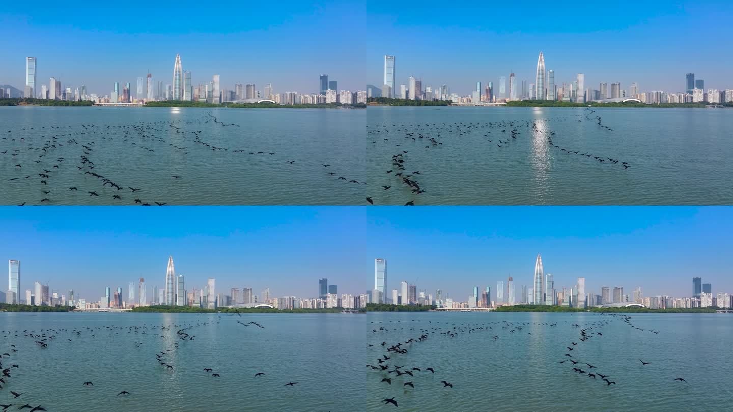 4K深圳湾鸬鹚生态航拍12