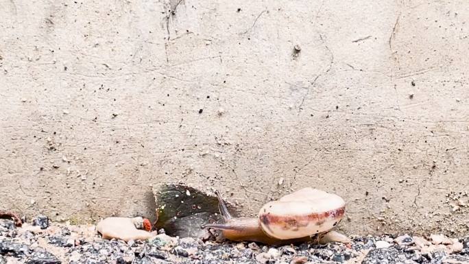 蜗牛在碎石地面奋力爬行