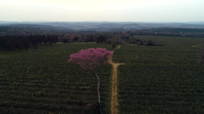 黎明时分，一棵孤零零的粉红色拉帕乔树孤零零地矗立在种植园中间，捕捉到了南美洲乡村清晨宁静而迷人的氛围