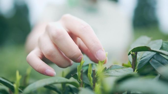 采茶、茶叶的制作