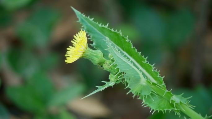 花叶滇苦菜 续断菊2