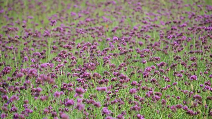 紫色马鞭草花田，马鞭草bonariensis，簇状马鞭草花摇曳在Gaetgol生态公园-自然背景