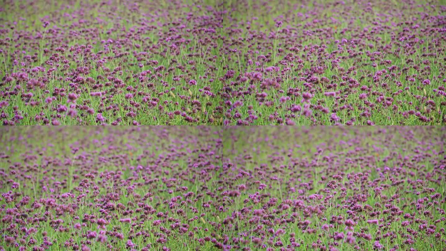 紫色马鞭草花田，马鞭草bonariensis，簇状马鞭草花摇曳在Gaetgol生态公园-自然背景