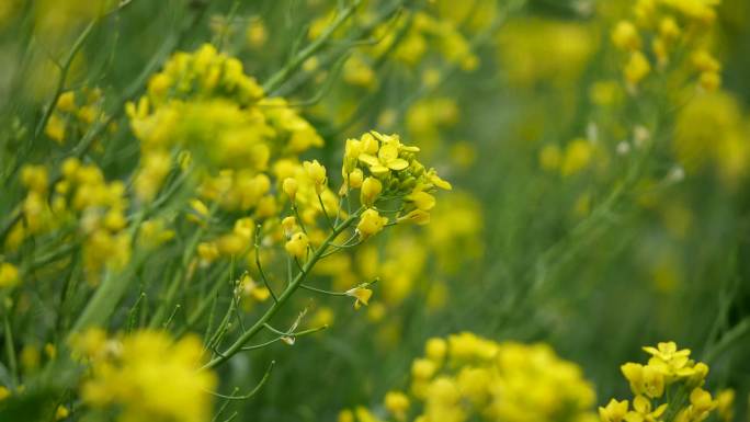 油菜 油菜花 黄花