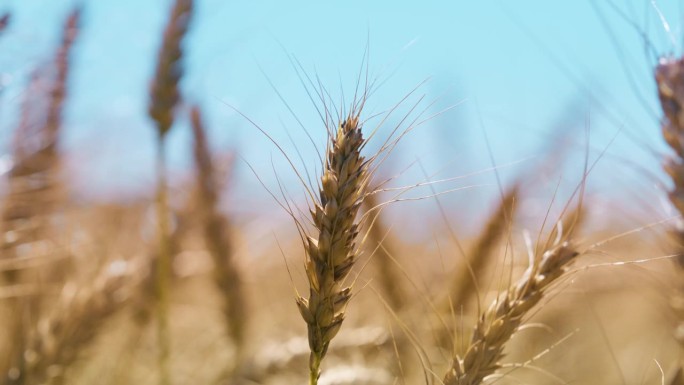 小麦，田地和谷物在户外，近景和种子在风中生长，粮食和农村的可持续性。夏季的农作物生产、景观、农业、生