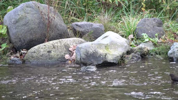 生活在北海道知子半岛河流中的棕斗鱼。