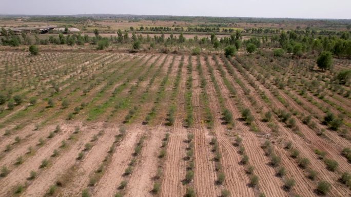 空中无人机拍摄的一棵橄榄树，用于生产橄榄油。
