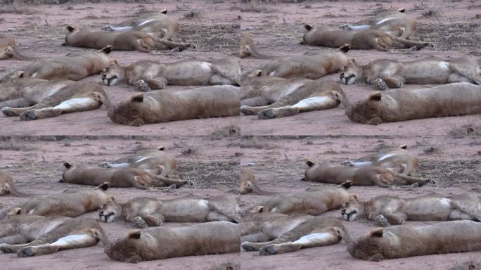 南非大草原上，狮子躺在地上休息，近距离观察