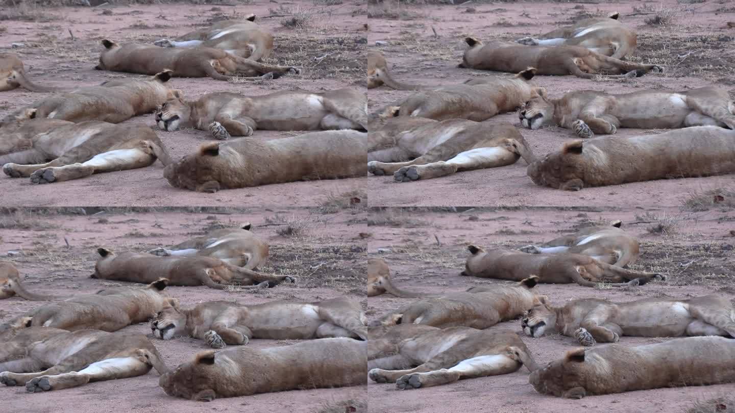 南非大草原上，狮子躺在地上休息，近距离观察