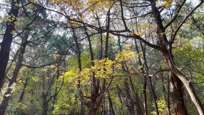4K深秋初冬北京香山公园清幽山林空镜素材
