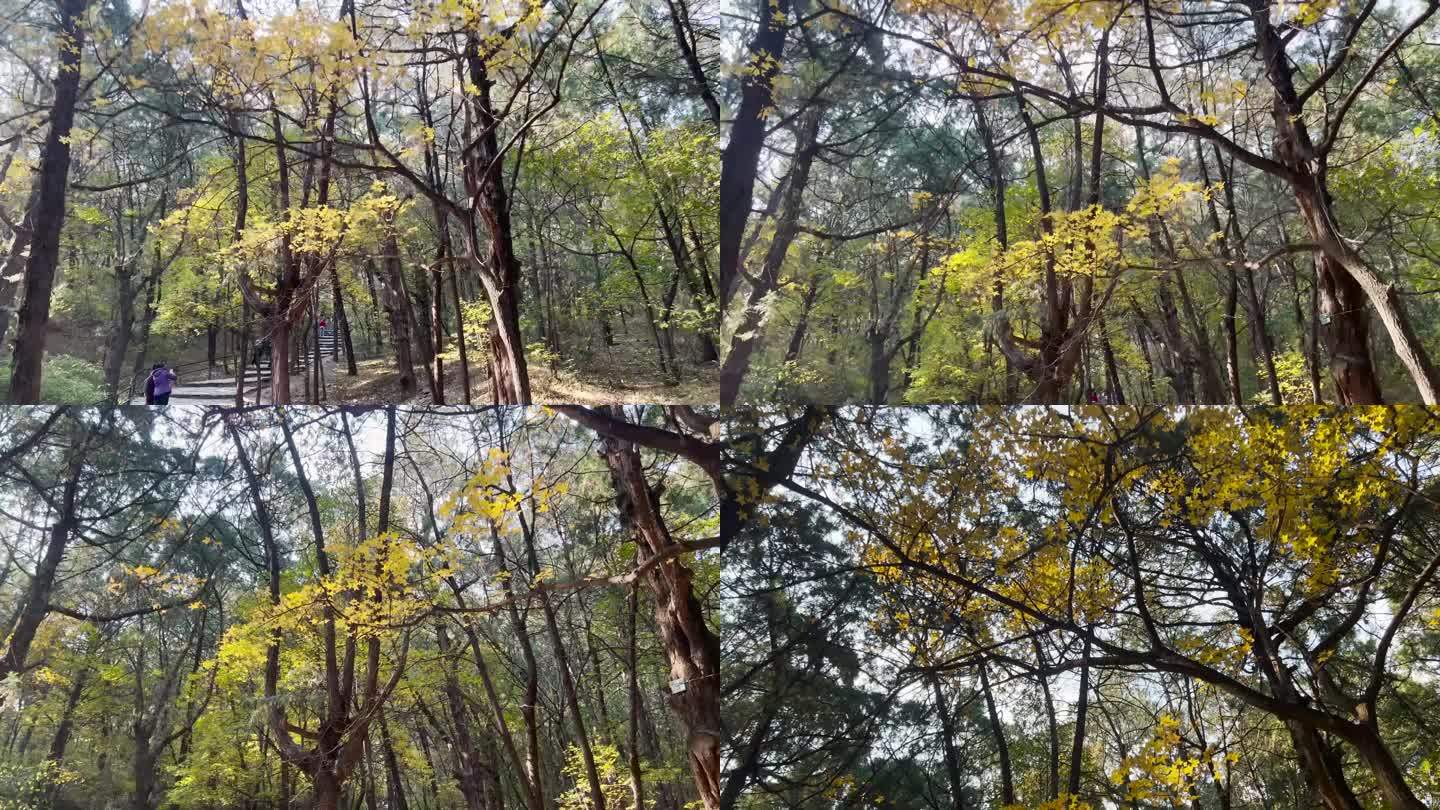 4K深秋初冬北京香山公园清幽山林空镜素材