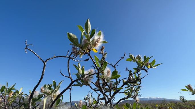 北极柳(Salix arctica)在丹麦。Scoresbysund。格陵兰岛。