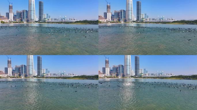 4K深圳湾鸬鹚生态航拍21