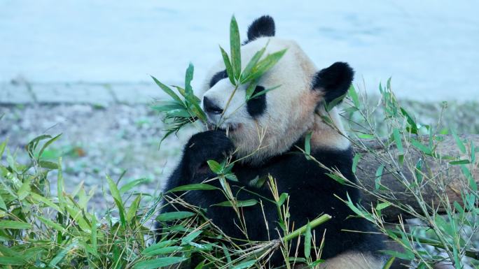 大熊猫吃竹叶