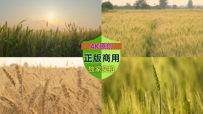 农村乡村小麦穗麦芒田野粮食丰收