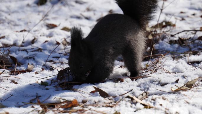 冬季森林里松鼠吃坚果的特写镜头
